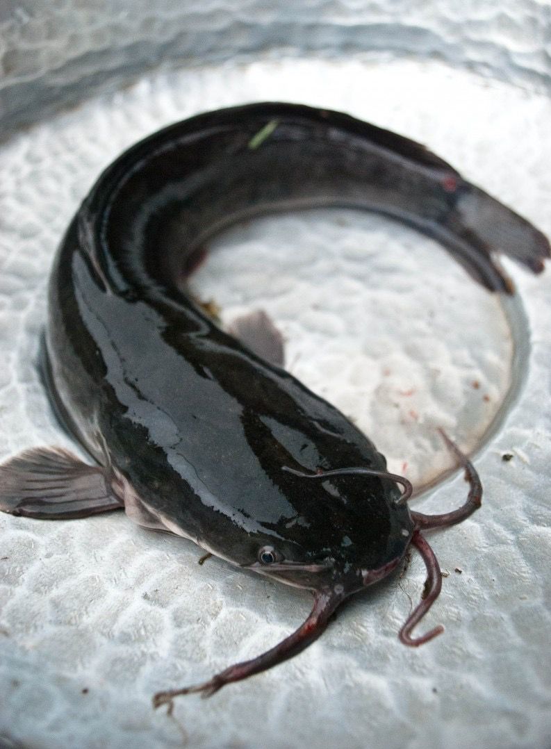 Fresh frozen Nigerian Catfish – big size