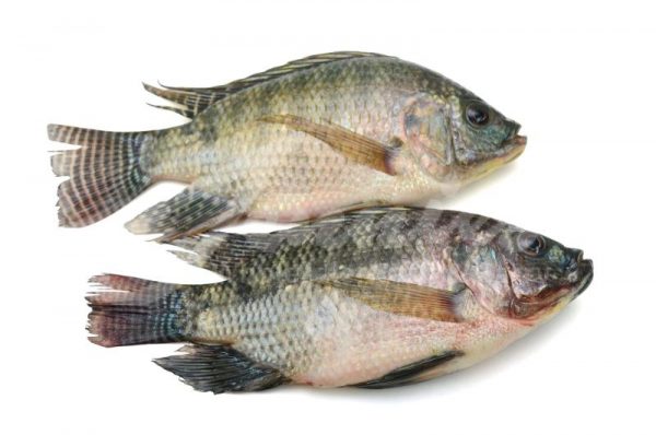 Fresh Tilapia Fish 3kg