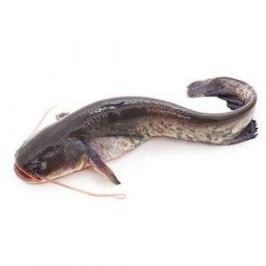 Fresh Catfish (Foreign) 1kg