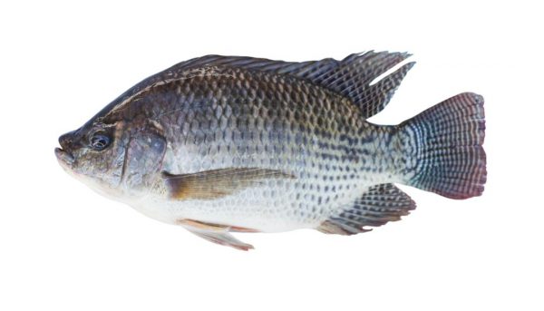 Cleaned Deguted Tilapia Fish 1kg (Readytocook)