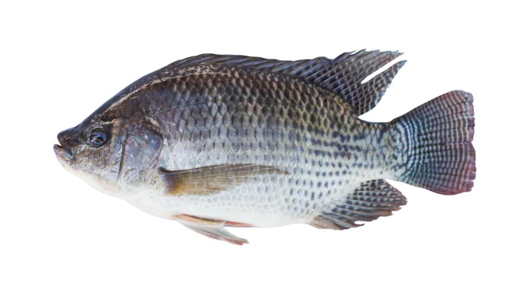 Fresh Tilapia Fish 1kg African Market Dubai