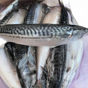 Frozen Titus (Mackerel) Fish 1kg – 1.3kg
