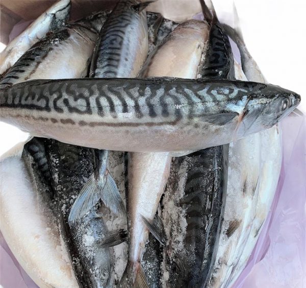 Frozen Titus (Mackerel) Fish 1kg – 1.3kg