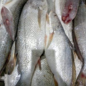 Cleaned Cut Nigerian Croaker Fish 1kg (readytocook)
