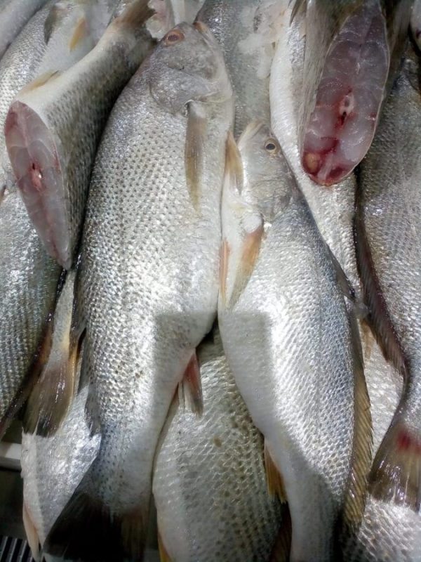 Cleaned Cut Nigerian Croaker Fish 1kg (readytocook)