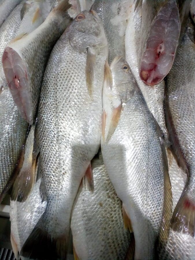 Fresh Croaker Fish 1kg