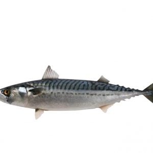 Nigerian Titus Fish x Size Small