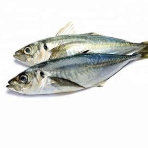 Horse Mackerel Kote Fish – 1 piece