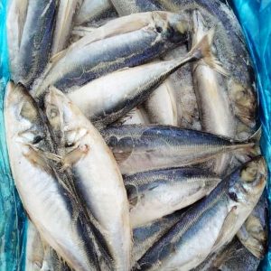 Horse Mackerel Kote Fish (1kg)
